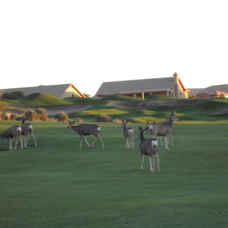 Gold Canyon Golf Resort Стая снимка